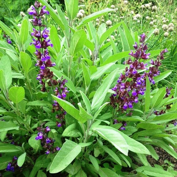 Шалфей овощной 'Бриз'