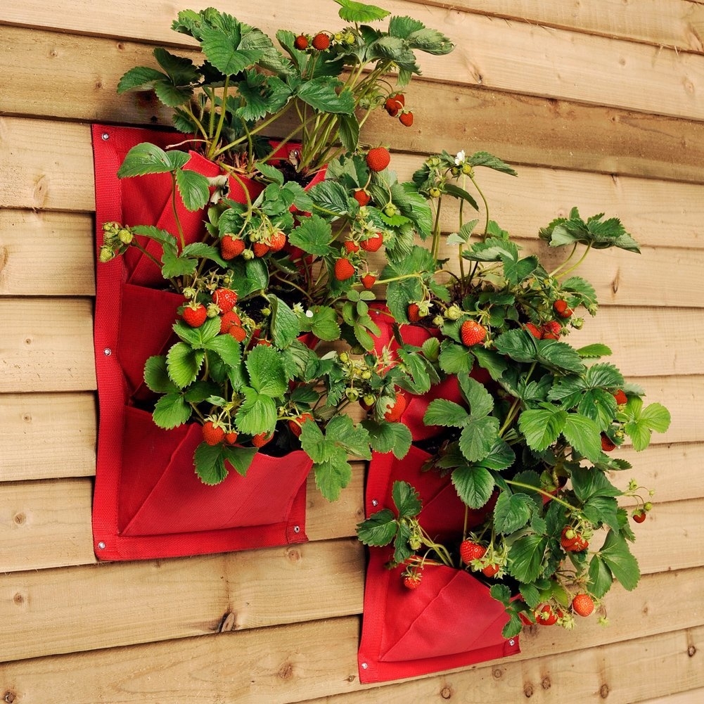 Земляника (клубника) 'Вертикальная грядка' (Остара)