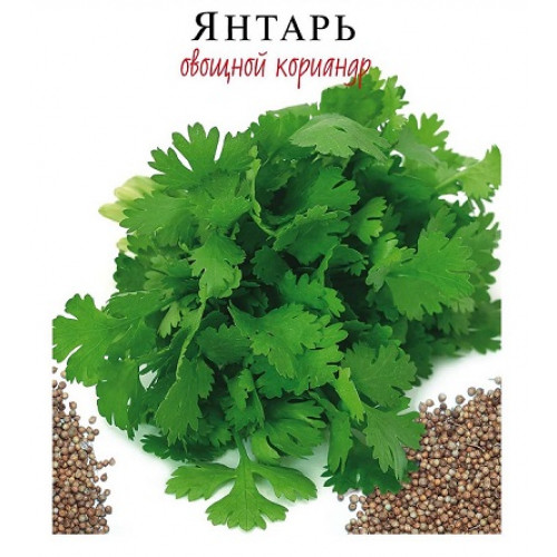 Кориандр овощной 'Янтарь'