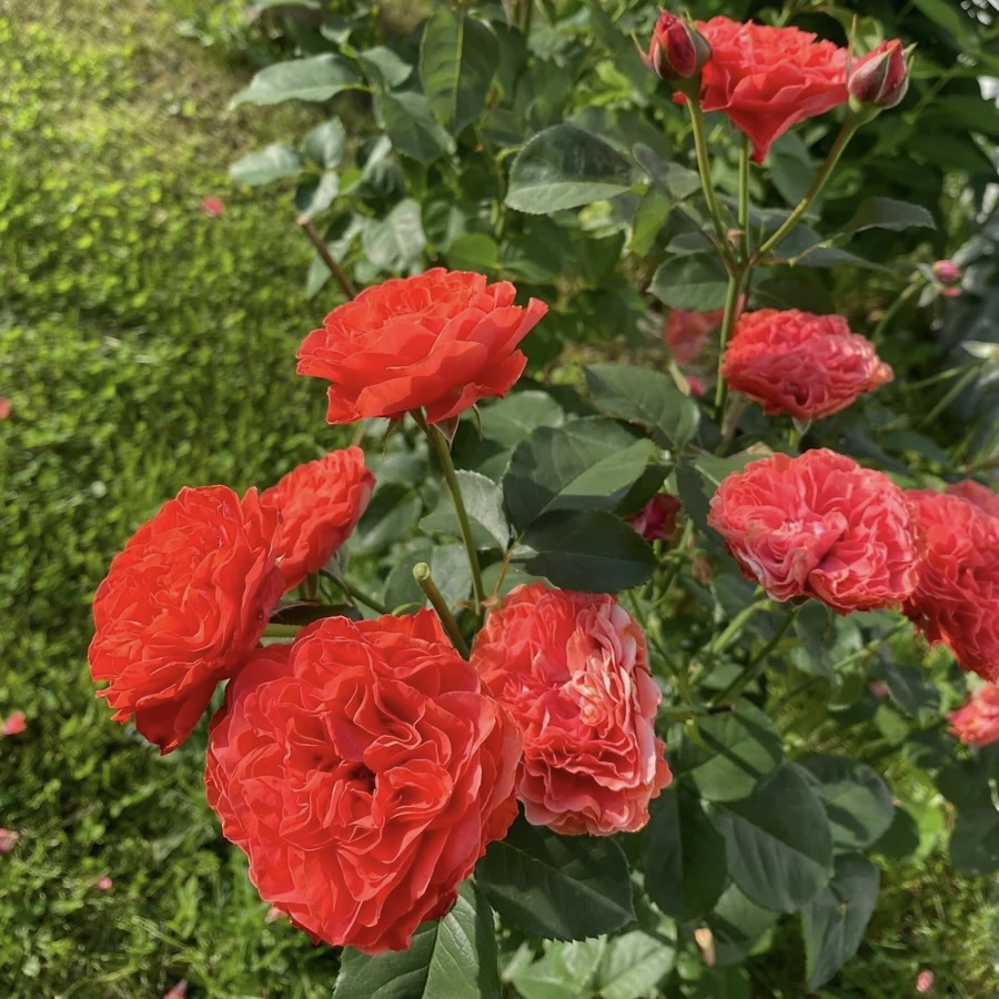 Роза 'Леди оф Белград' (флорибунда) (оранжевая)