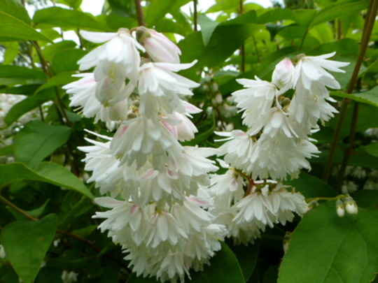 Дейция шершавая 'Плена'