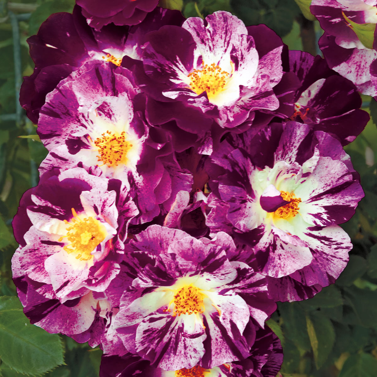 Роза 'Парпл Сплэш' (плетистая) (фиолетовая с белыми штрихами)