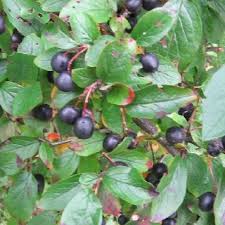 Кизильник 'Люцидус'