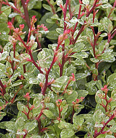 Барбарис Тунберга 'Сильвер Бьюти'