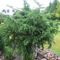 Лиственница европейская 'Хорстманн Рекурвед'