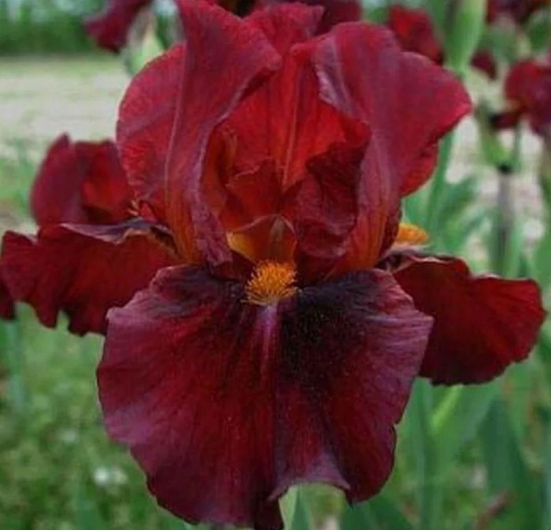 Ирис карликовый (бордовый)