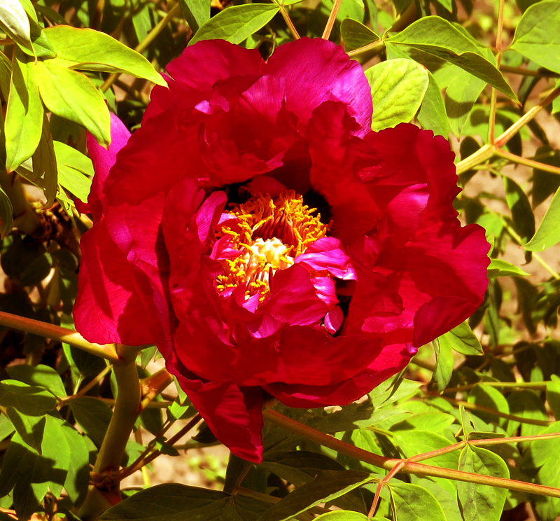 Пион древовидный 'Ред Лотос' (красный)