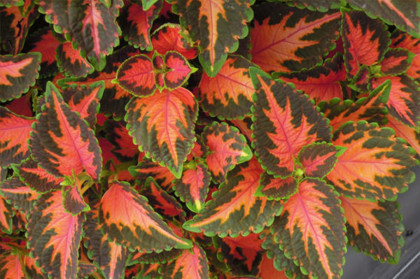 Колеус Блюма 'Визард Корал Санрайз' (красный с роз. прож. и зел. краями)