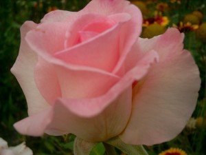 Роза 'Фламинго' (чайно-гибридная) (коралово - розовая)