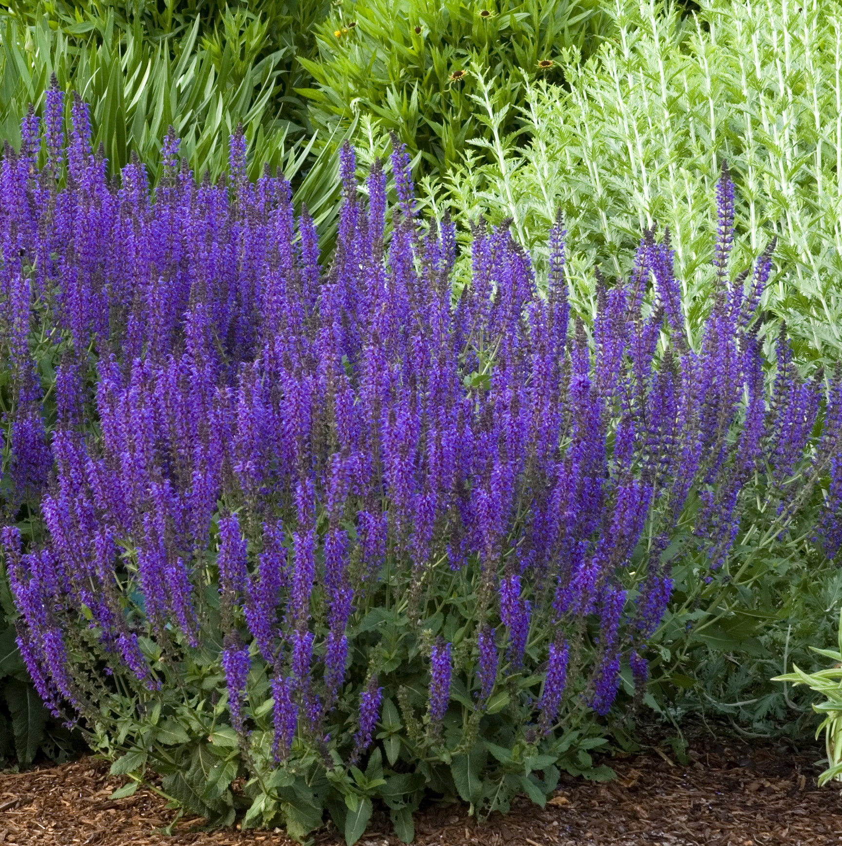 Сальвия дубравная (Шалфей) 'Блаукенигин'