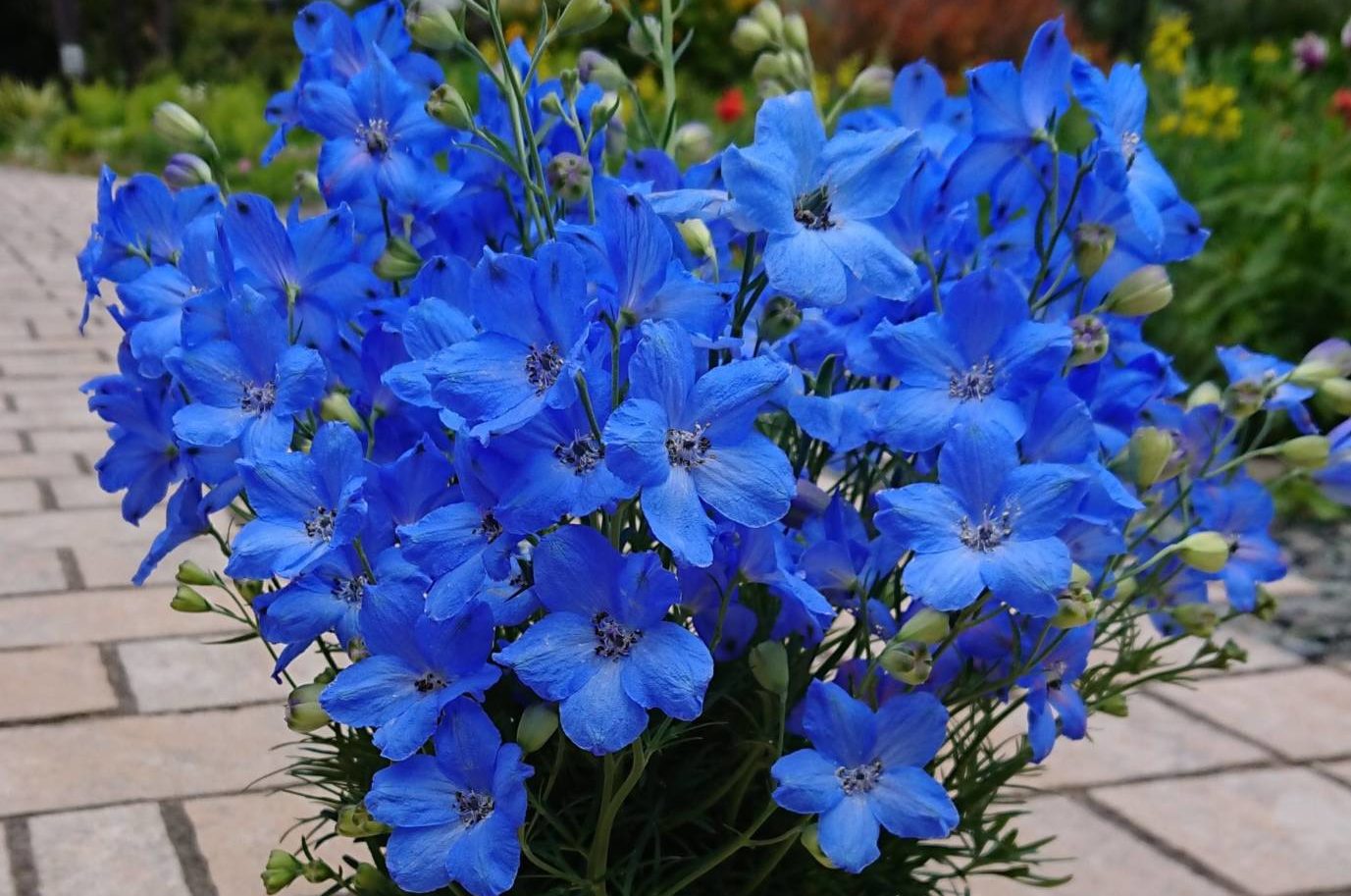 Дельфиниум крупноцветковый (живокость)