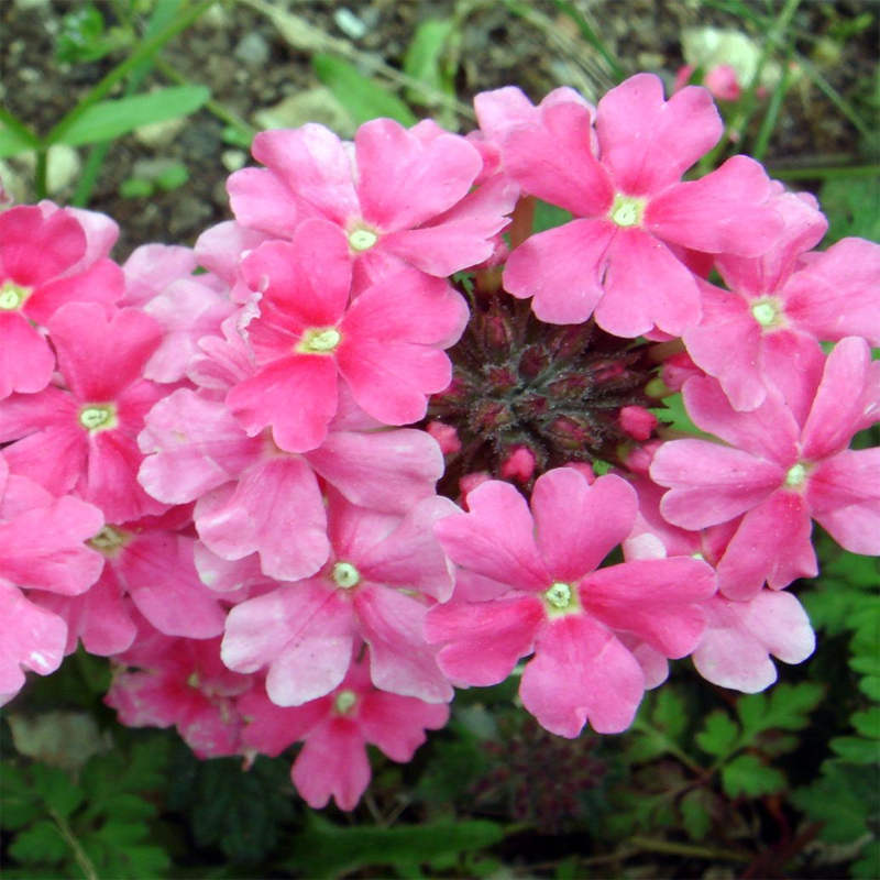 Вербена гибридная 'Обсешн Пинк' (розовая)