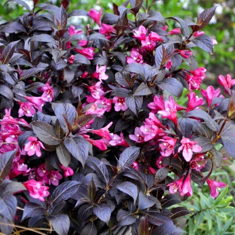 Вейгела 'Минор Блэк'