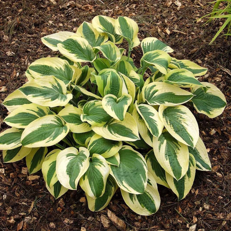 Хоста гибридная (вздутая, волнистая) 'Вайд Брим'