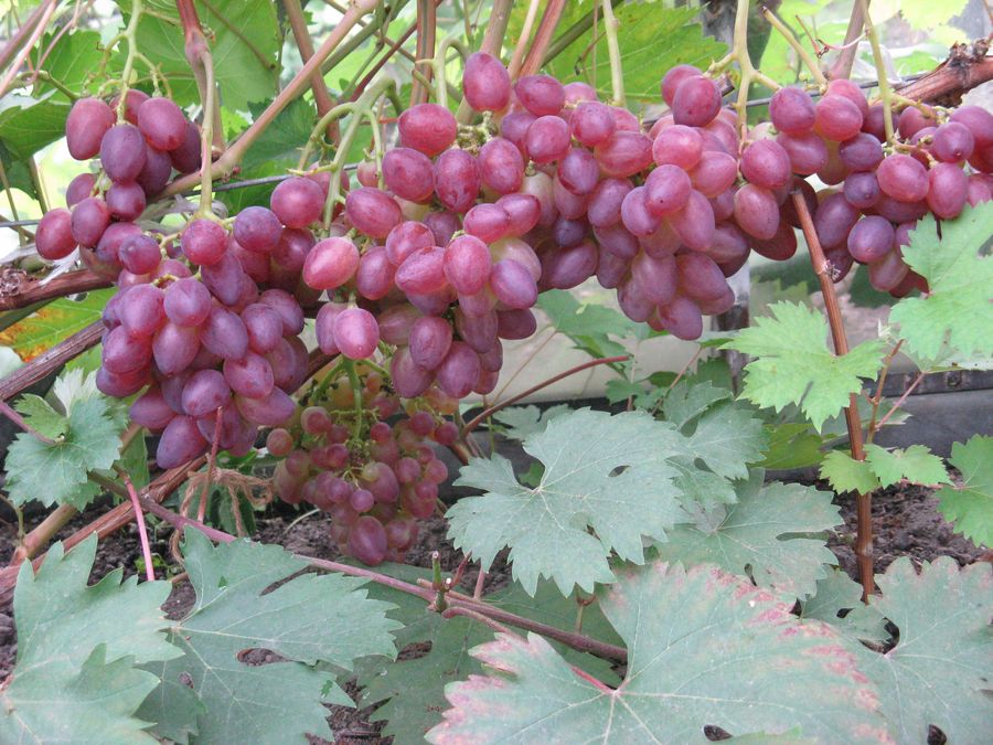 Виноград 'Прометей'