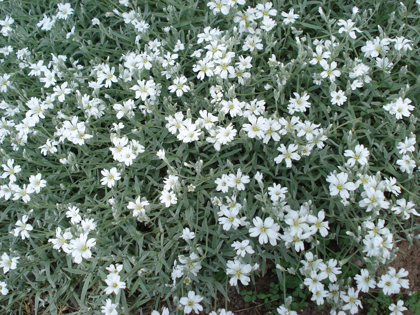 Ясколка Биберштейна