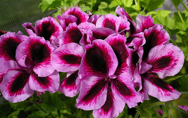 Пеларгония королевская 'Бурги' (пурпурная)