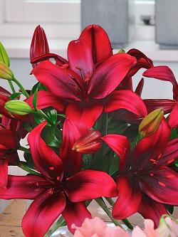 Лилия 'Форейнджер' (вишнево - красная)