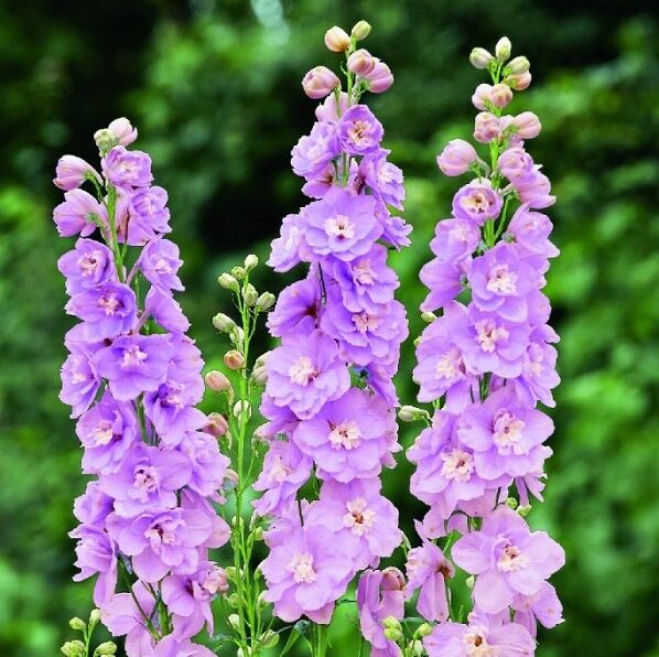 Дельфиниум (живокость) 'Мэджик Фонтейн Лавендер Уайт Би'