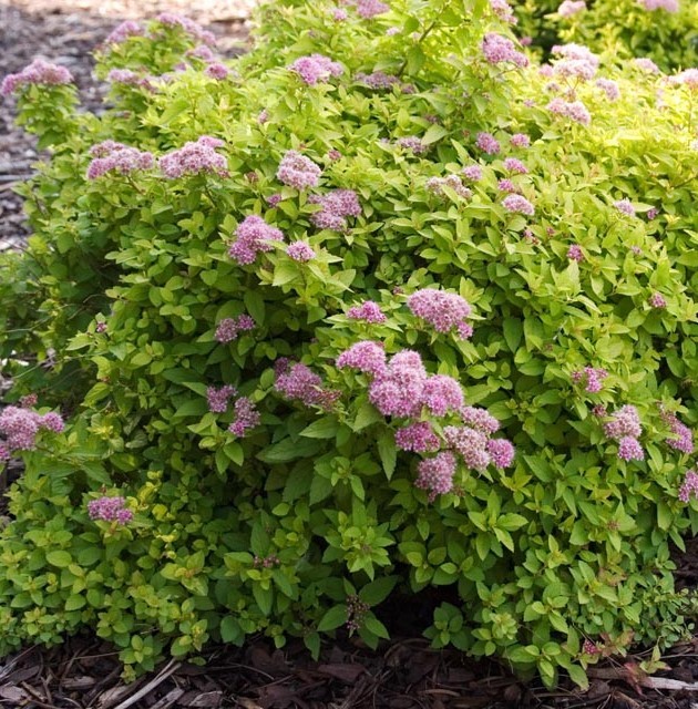 Спирея японская 'Сандроп'