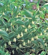 Купена многоцветковая 'Стриатум'