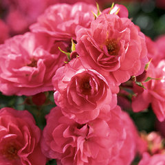 Роза 'Анадья' (почвопокровная, шраб) (розовая)