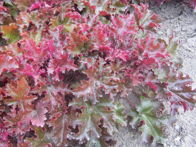 Гейхера 'Шоколад Раффлс'