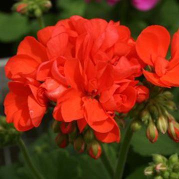 Пеларгония плющелистная 'Шокинг Оранж' (оранжево - красная)