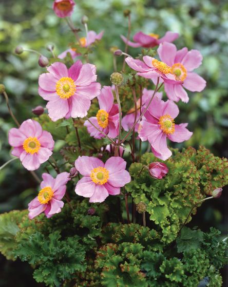 Анемона гибридная (Ветриница) 'Криспа'