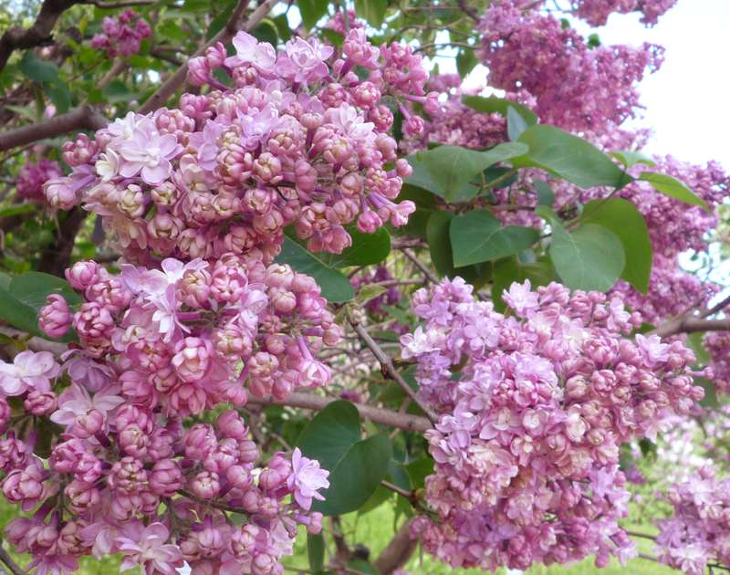 Сирень обыкновенная 'Память о Вехове' (розовая)