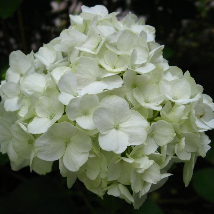 Гортензия крупнолистная белая