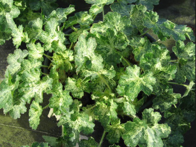 Гейхера гибридная 'Геркулес'