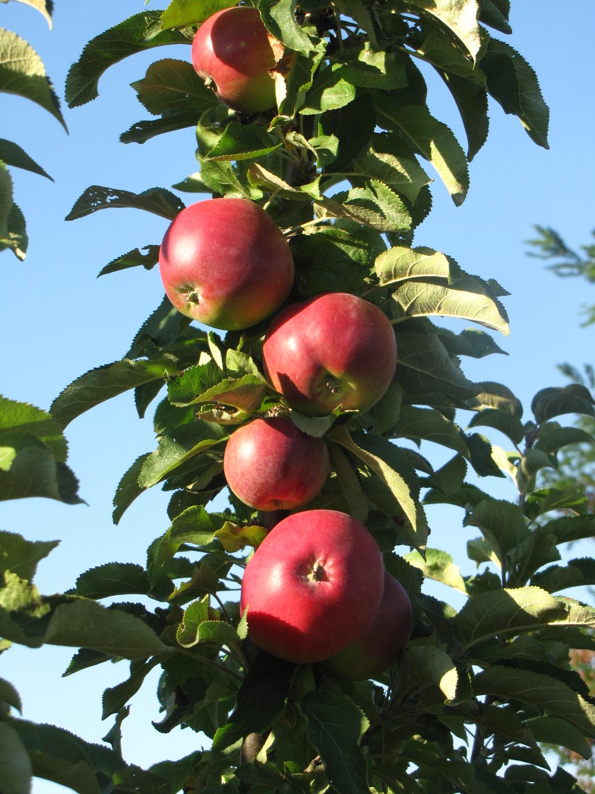 Яблоня колоновидная 'Пьедестал'