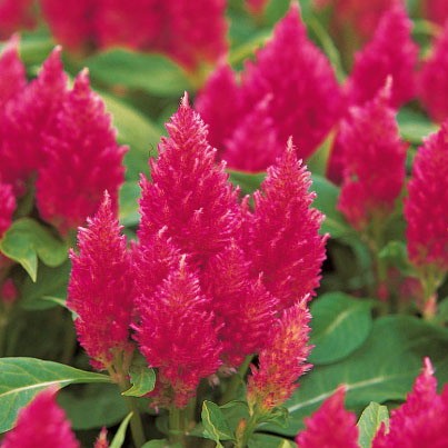 Целозия метельчатая карликовая 'Кимоно Черри Ред' (вишнево-красная)