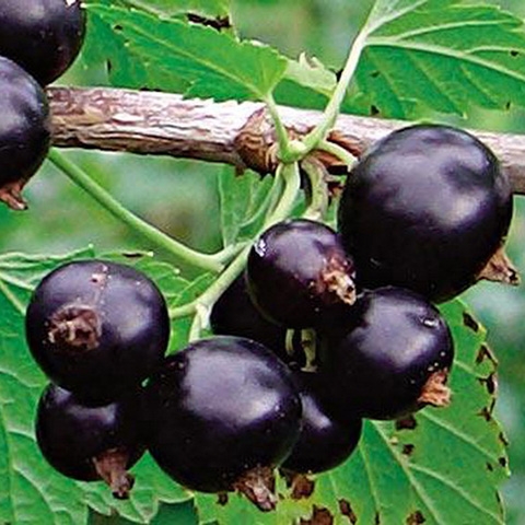 Смородина черная 'Деликатес'