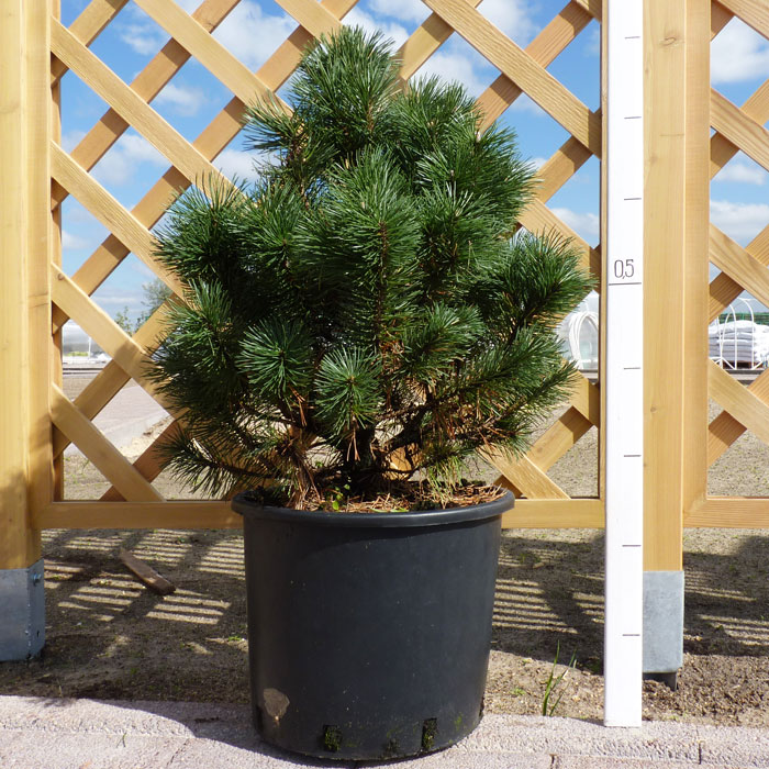 Сосна горная 'Колумнарис'