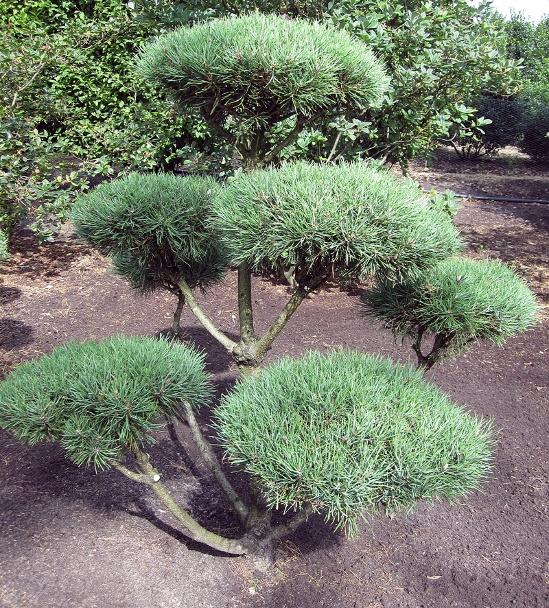 Сосна обыкновенная 'Норск' бонсай