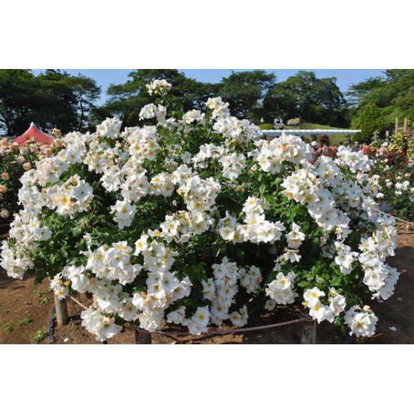 Роза 'Салли Холмс' (плетистая, флорибунда) (белая)