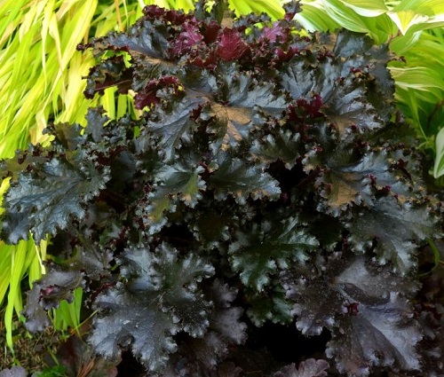 Гейхера гибридная 'Блэк Таффета'