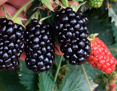 Ежевика 'Прайм Арк 45'