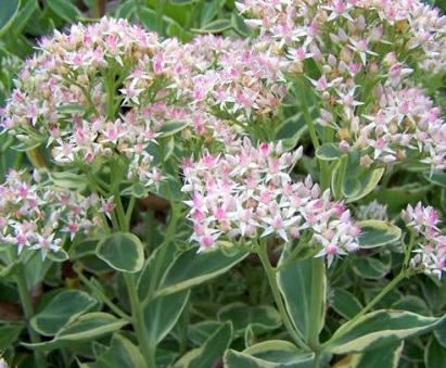 Седум гибридный (Очиток) 'Фрости морн'