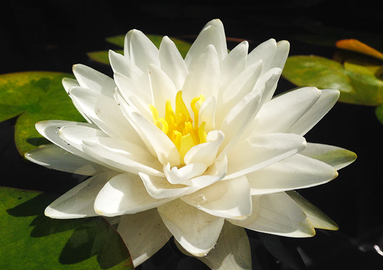 Кувшинка 'Гонер'