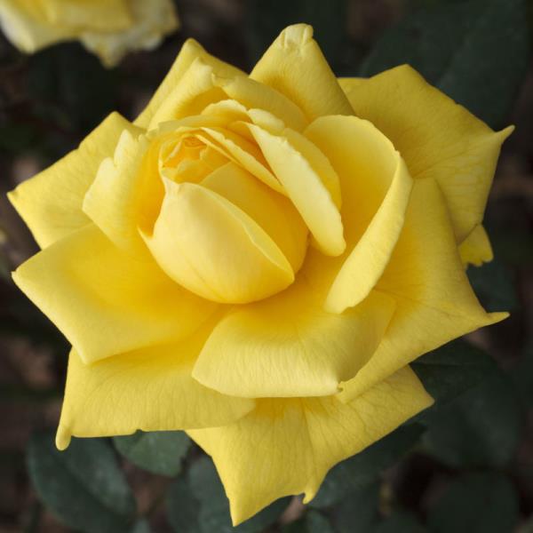 Роза 'Голден Парфюм' (плетистая) (желтая)