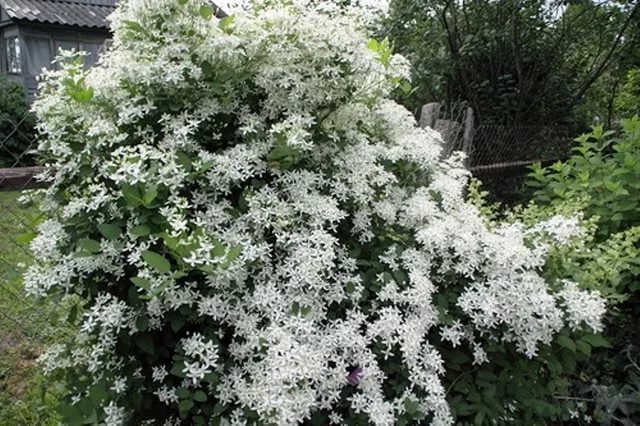 Клематис маньчжурский