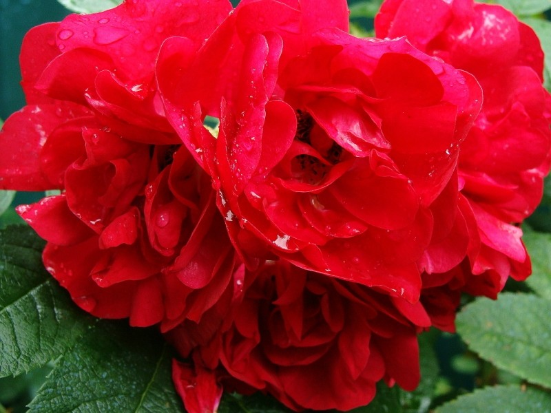 Роза 'Хоуп Фо Хьюманити' (парковая)(красная)