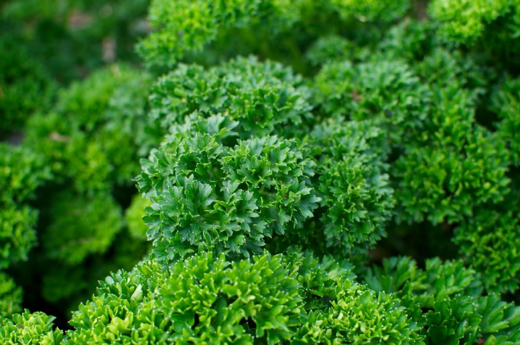 Петрушка листовая кудрявая