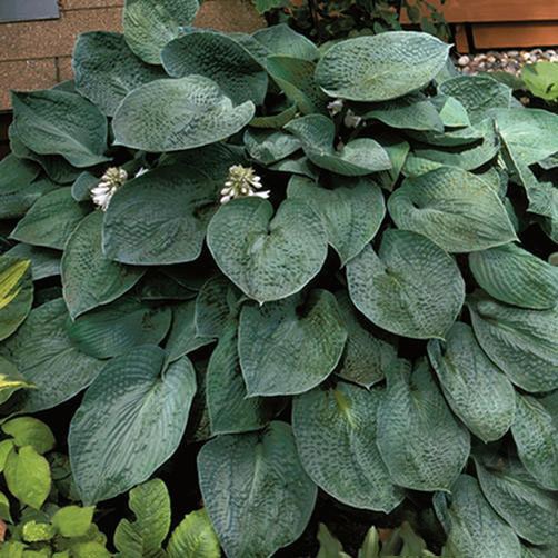 Хоста гибридная (вздутая, волнистая) 'Тру Блю'