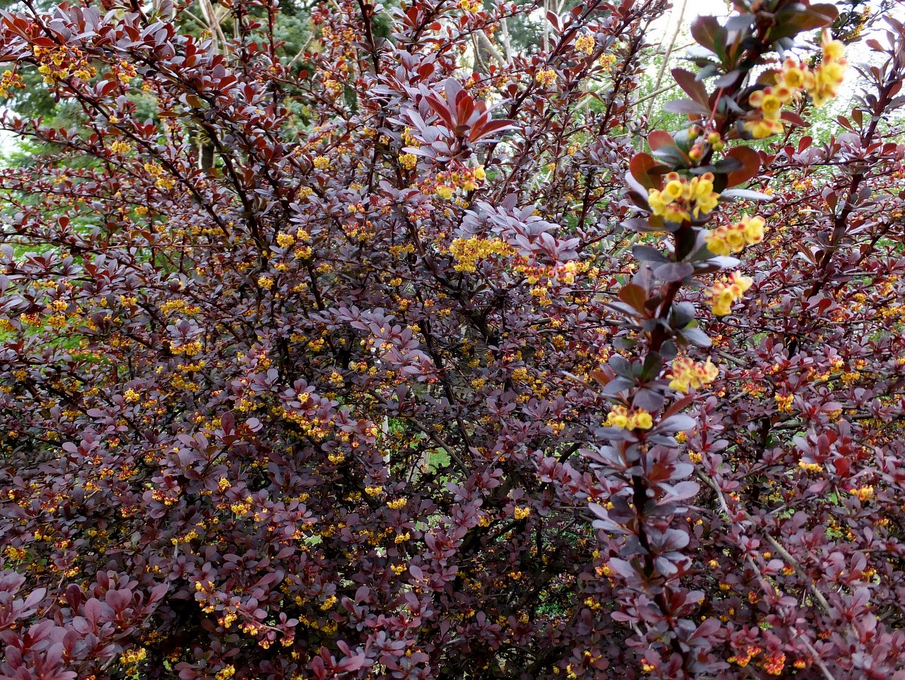 Барбарис обыкновенный 'Атропурпуреа'