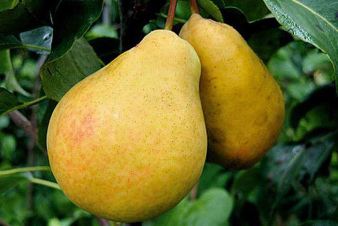 Груша 'Дюшес'