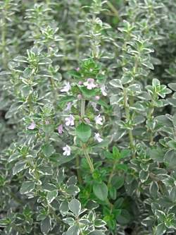 Тимьян лимоннопахнущий 'Банблаттриг'